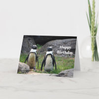 Wildlife Pinguin Pair Foto Geburtstag