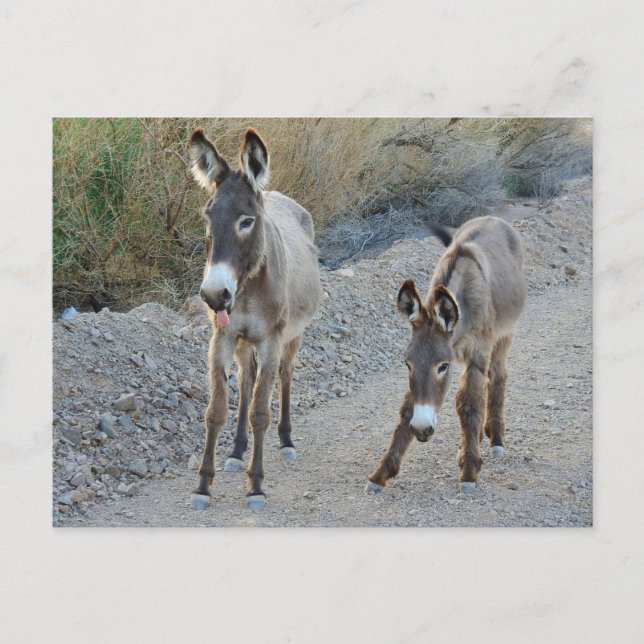 Wildlife postcard, wilder Burro, Esel Postkarte (Vorderseite)