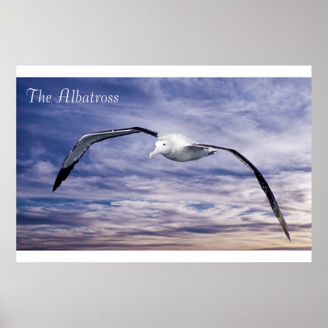 Wildlife Poster (Vorne)