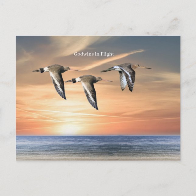 Wildlife Postkarte (Vorderseite)