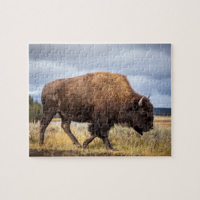 Wildlife Puzzle-Buffalo Jigsaw Puzzle (Horizontal)