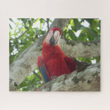 Wildlife Puzzle: Colorful Red Parrot