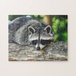 Wildlife Raccoon Log Mammal Foto