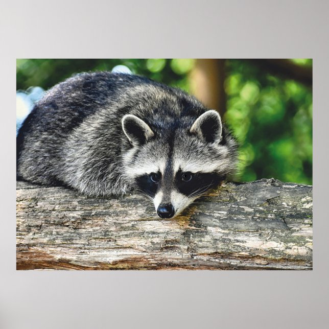 Wildlife Raccoon Log Mammal Foto Poster (Vorne)