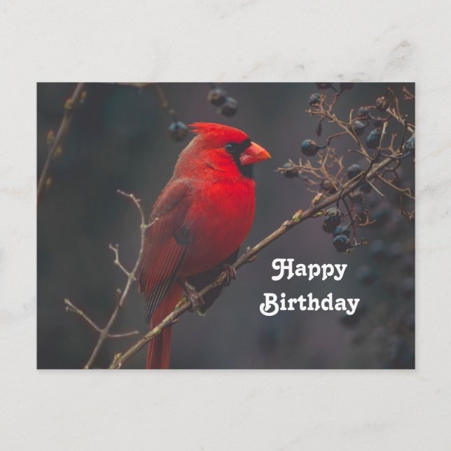 Wildlife Red Kardinal Foto Geburtstag Postkarte (Vorderseite)