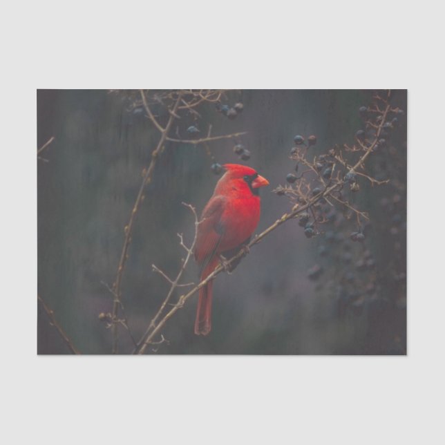 Wildlife Red Kardinal Foto Seidenpapier (Vorderseite)