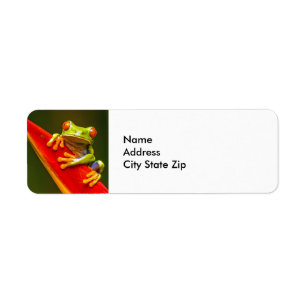 Wildlife Red Mit Augen Tree Frog Foto