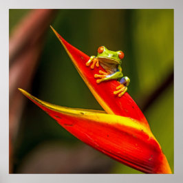 Wildlife Red Mit Augen Tree Frog Foto Poster