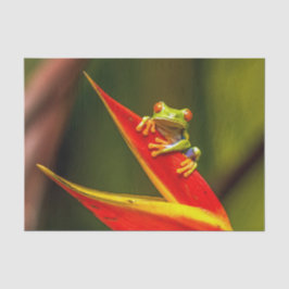 Wildlife Red Mit Augen Tree Frog Foto Seidenpapier