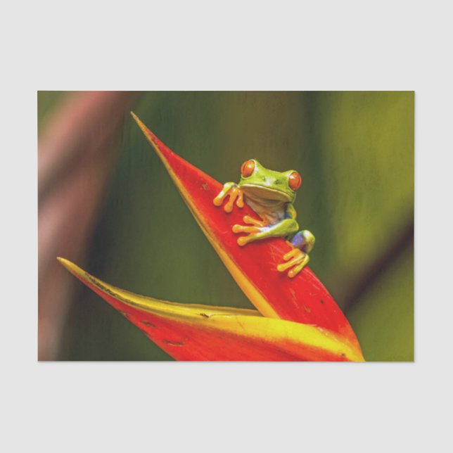 Wildlife Red Mit Augen Tree Frog Foto Seidenpapier (Vorderseite)