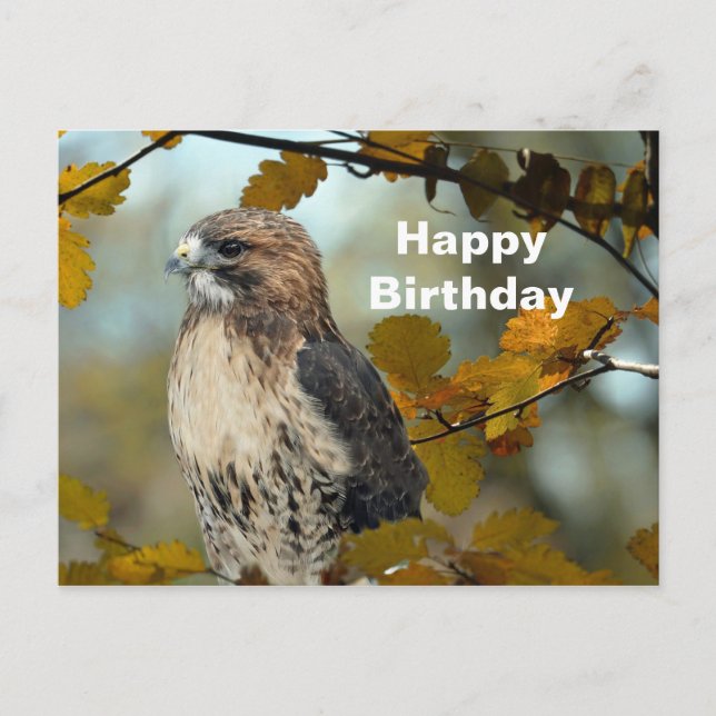 Wildlife Red Tail Hawk Herbst Foto Geburtstag Postkarte (Vorderseite)