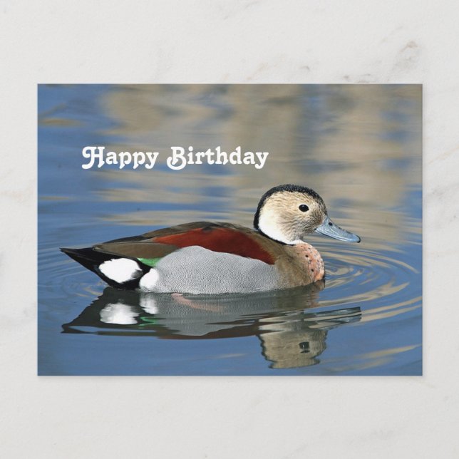 Wildlife Ringed Aquamarin Duck Foto Geburtstag Postkarte (Vorderseite)