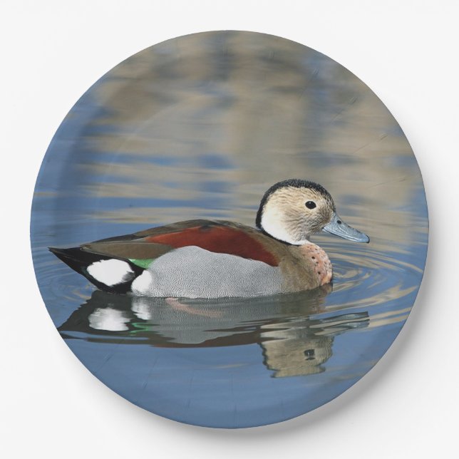 Wildlife Ringed Aquamarin Duck Foto Pappteller (Vorderseite)