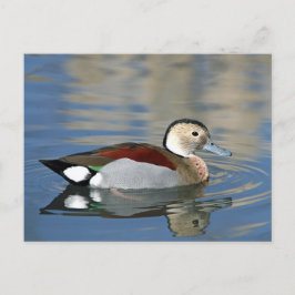 Wildlife Ringed Aquamarin Duck Foto Postkarte