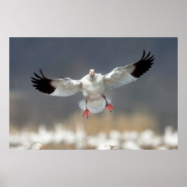 Wildlife Snow Gose Foto Poster