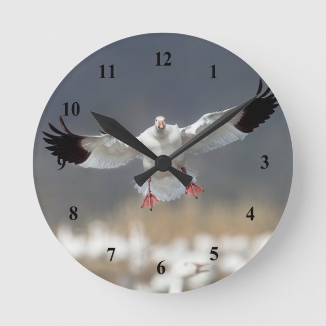 Wildlife Snow Gose Foto Runde Wanduhr (Vorderseite)