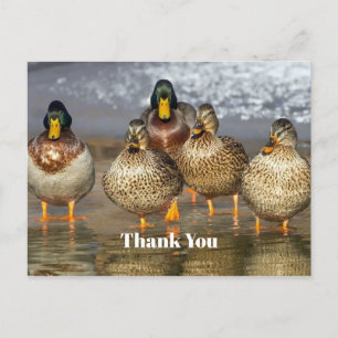 Wildlife Stockenten Foto Danke Postkarte