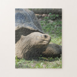 Wildlife Tortoise Foto