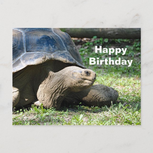 Wildlife Tortoise Foto Geburtstag Postkarte (Vorderseite)