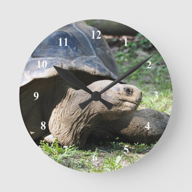 Wildlife Tortoise Foto Runde Wanduhr (Vorderseite)