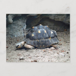 Wildlife Tortoise Reptile Foto Postkarte