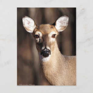 Wildlife-Weißwedelhirsch-Weibchen-Porträt Postkarte