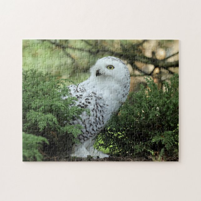 Wildlife White Owl Foto (Horizontal)