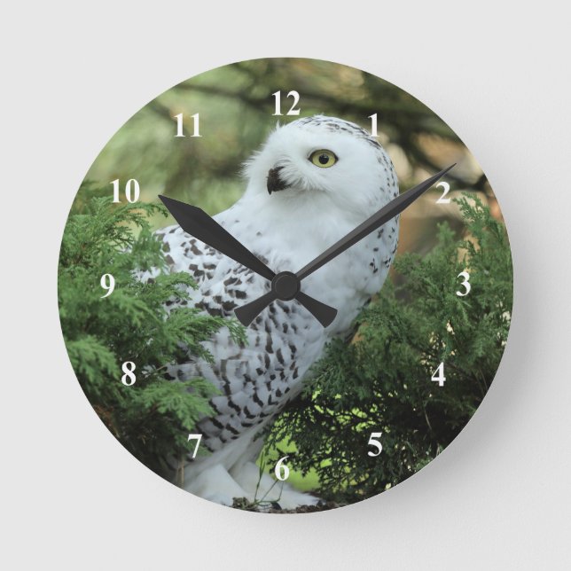 Wildlife White Owl Foto Runde Wanduhr (Vorderseite)