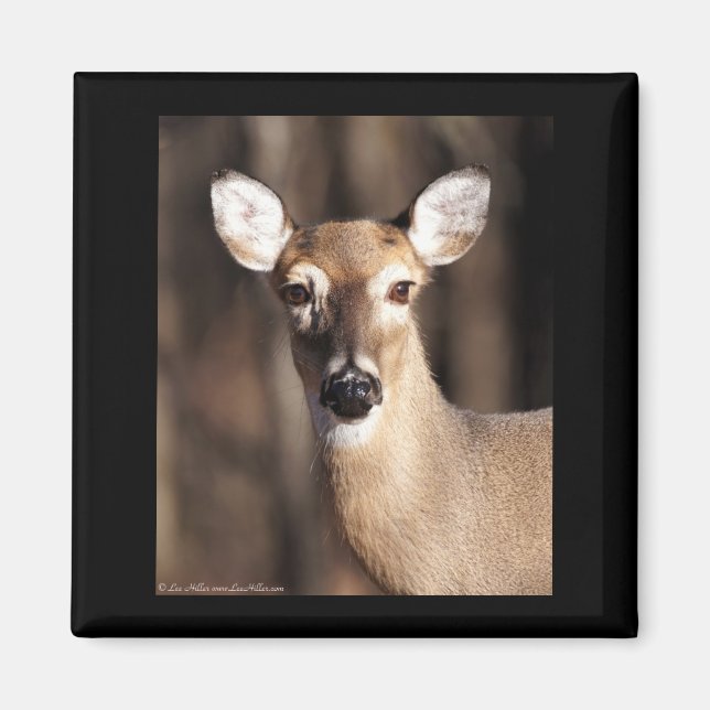 Wildlife Whitetail Deer Doe Portrait Magnet (Vorne)