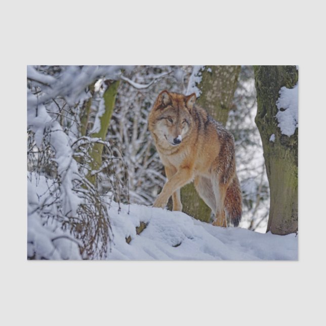 Wildlife Wolf Snow Foto Seidenpapier (Vorderseite)