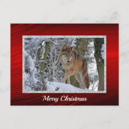 Wildlife Wolf Snow Foto Weihnachten Postkarte