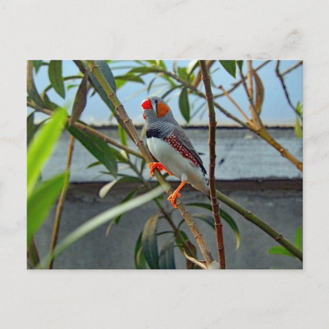 Wildlife Zebra Finch Foto Postkarte (Vorderseite)
