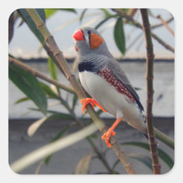 Wildlife Zebra Finch Foto Quadratischer Aufkleber
