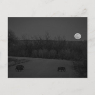 Wildmond Postkarte