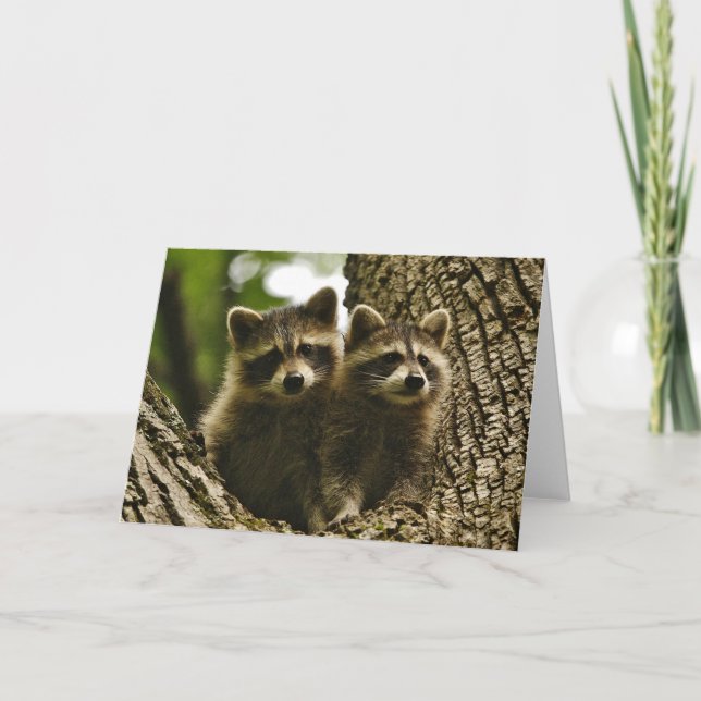 Wildnis - Baby Raccoons Foto Karte (Vorderseite)