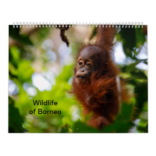 Wildnis in Borneo Kalender