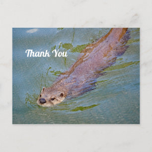 Wildotter Schwimm Foto Danke Postkarte