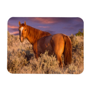 Wildpferd im Harney County steht wachsam Magnet