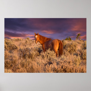 Wildpferd im Harney County steht wachsam Poster