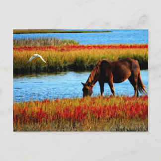 Wildpferd Postkarte