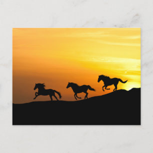 Wildpferde laufen bei Sonnenuntergang- Pferdeliebh Postkarte