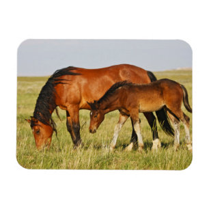 Wildpferdmutter und Fohlen beim Grasen Magnet