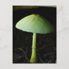 Wildpilz Foto  Postkarte