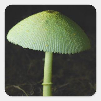 Wildpilz-Foto Quadratischer Aufkleber