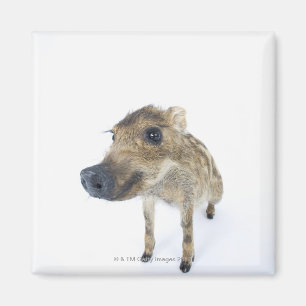 Wildschweine Magnet
