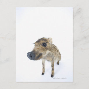 Wildschweine Postkarte