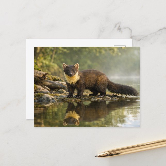 Wildtier Baummarder Wald Bach Postkarte (Vorderseite/Rückseite Beispiel)