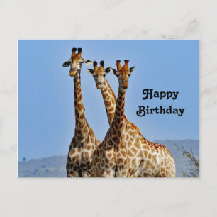 Wildtier-Giraffenherde-Foto-Geburtstag Postkarte