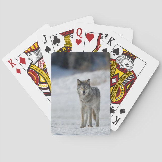 Wildtier-Kartenspiel Spielkarten (Rückseite)
