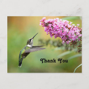 Wildtier Kolibri Blumen Foto Danke Postkarte